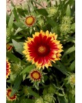 Гайлардія великоквіткова ’Арізона Сан’|Gaillardia grandiflora ’Arizona Sun’|Гайлардия крупноцветковая ’Аризона Сан’